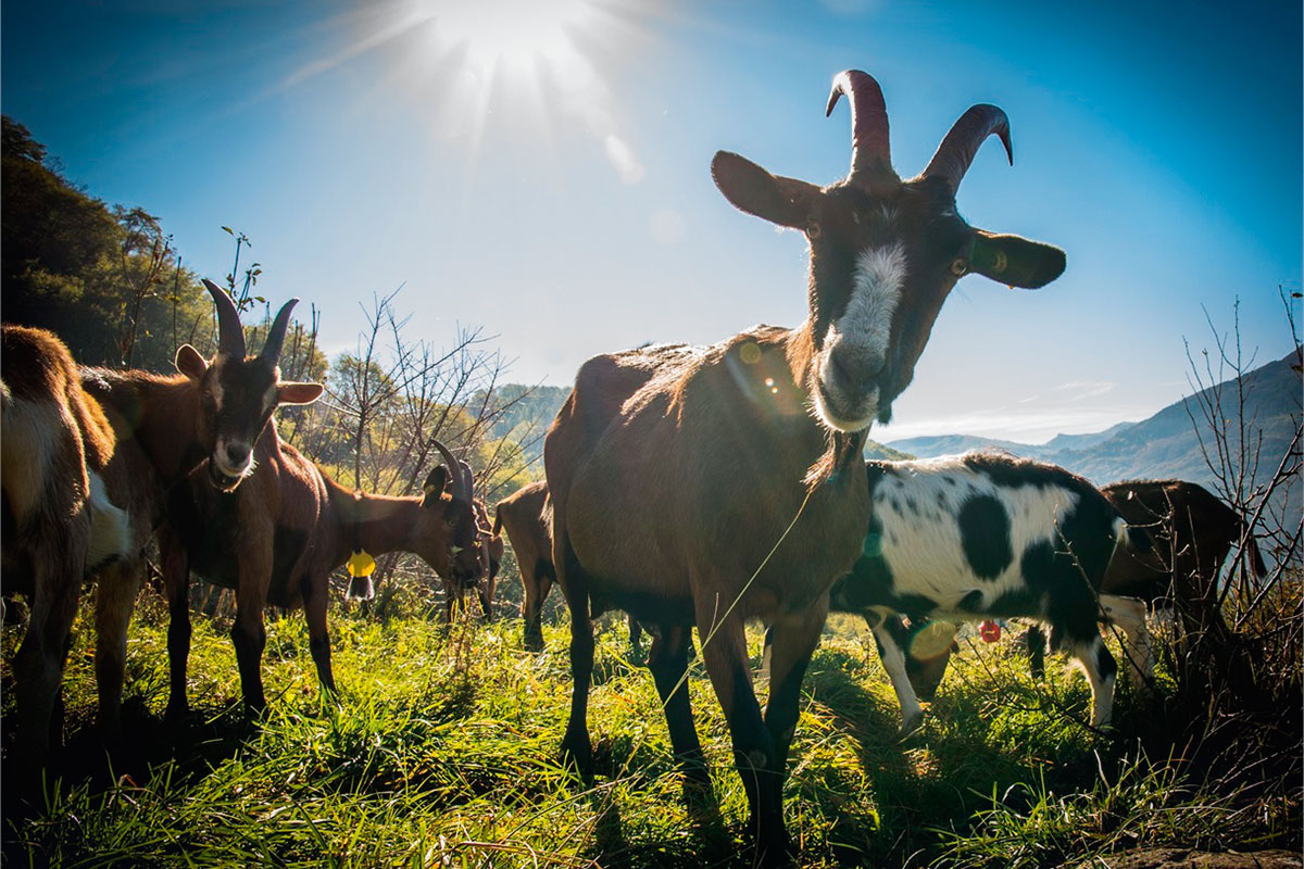 Mochena: seltene Ziegenrasse im Trentino. Agitu Ideo Gudetu. Bio-Ziegenkäse von der Mochena-Ziege