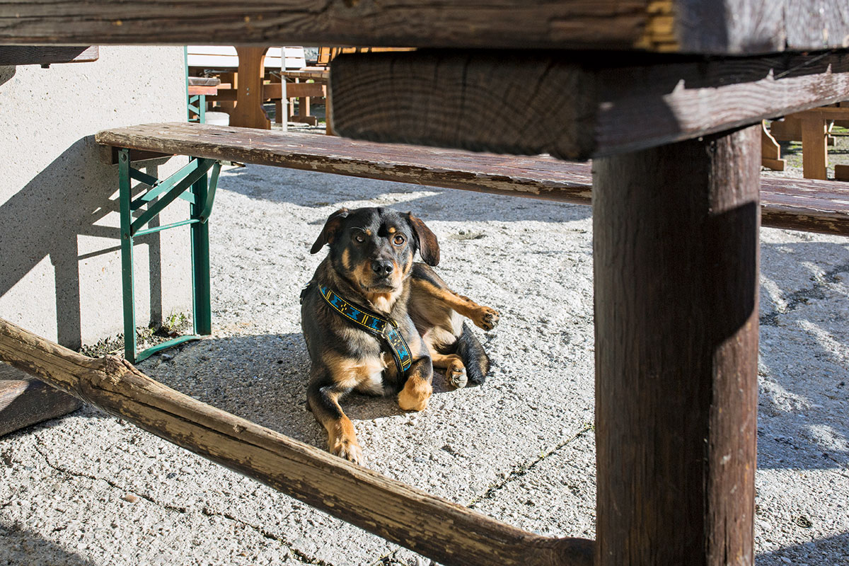 Hund & Hütte – Wandern mit Wau-Effekt. Lebendig, verspielt, hingebungsvoll, konzentriert, freundlich und durchsetzungsstark – ein waschechter Österreichischer Pinscher wie Janosch ist selten müde