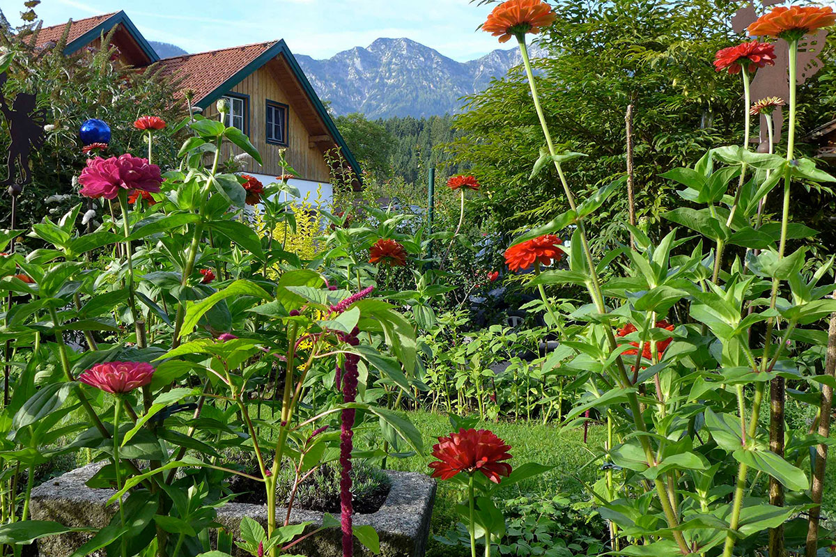 Gemma Garten schaun: Gartenparadies vor Hohem Kalmberg bei Bad Goisern im Gartenland Salzkammergut