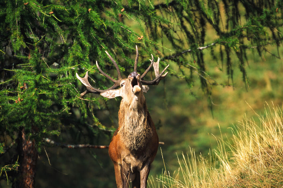 Murmeltier, Steinbock, Gams & Co. – Tierisch interessant. Im Aletschgebiet bietet das Pro Natura Zentrum Aletsch einige Info-Wochenenden an, an denen sich die Gelegenheit bietet, Birkhähne, Bergvögel, Murmeltiere und Hirsche in freier Wildbahn hautnah zu erleben und beobachten