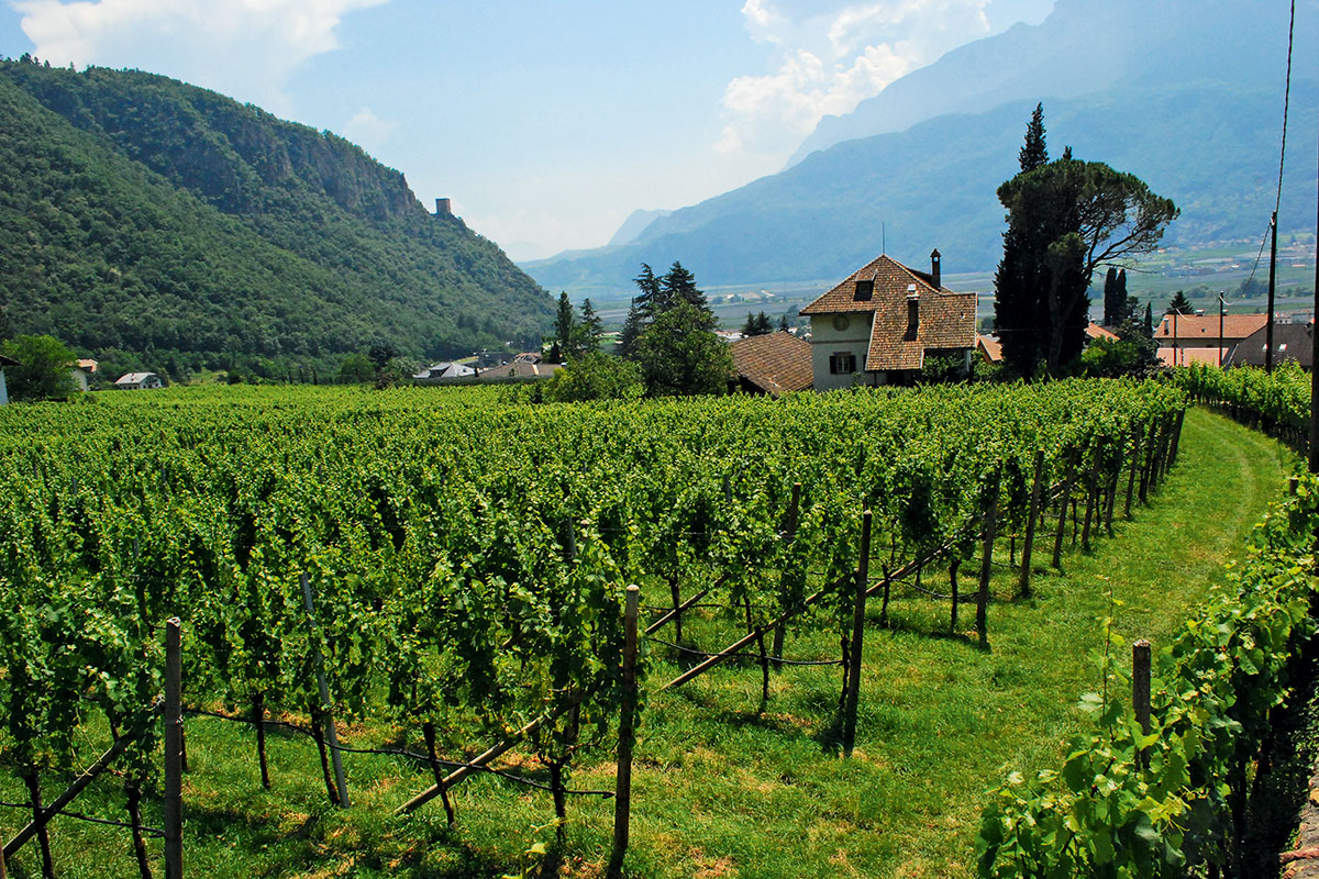 Cantina Terlan – Genossen, schafft. Terlan liegt im Etschtal auf 250 Metern Höhe zwischen Bozen und Meran. Das Besondere: Wie ein gigantisches Amphitheater ist die Region nach Süden geöffnet, wo die warme Luft vom Gardasee hereinkommt: Das perfekte Mikroklima für Weinanbau: mild am Tage, kühl in der Nacht. Mit dem Porphyr im Boden ist das Terroir einzigartig