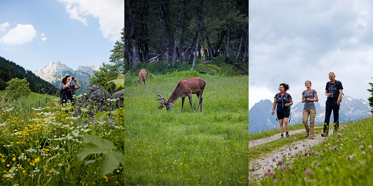 Werfenweng im Salzburger Land – Wandern mit Weitblick. Sehenswert ist bereits das Bergpanorama in Werfenweng – ganz oben die Eiskögel in Form von Katzenohren. Sieht weich aus, jedenfalls durchs Fernglas – im Frühsommer trugen die Hirsche noch Flaum auf dem Geweih