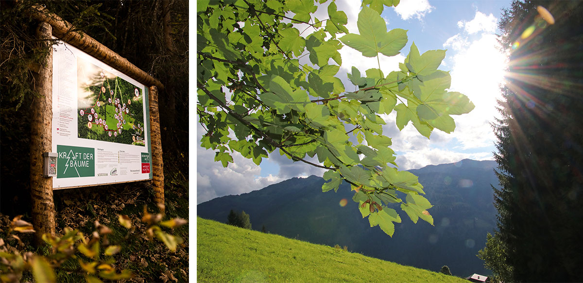 Lehrpfad Kraft der Bäume in Wagrain-Kleinarl 