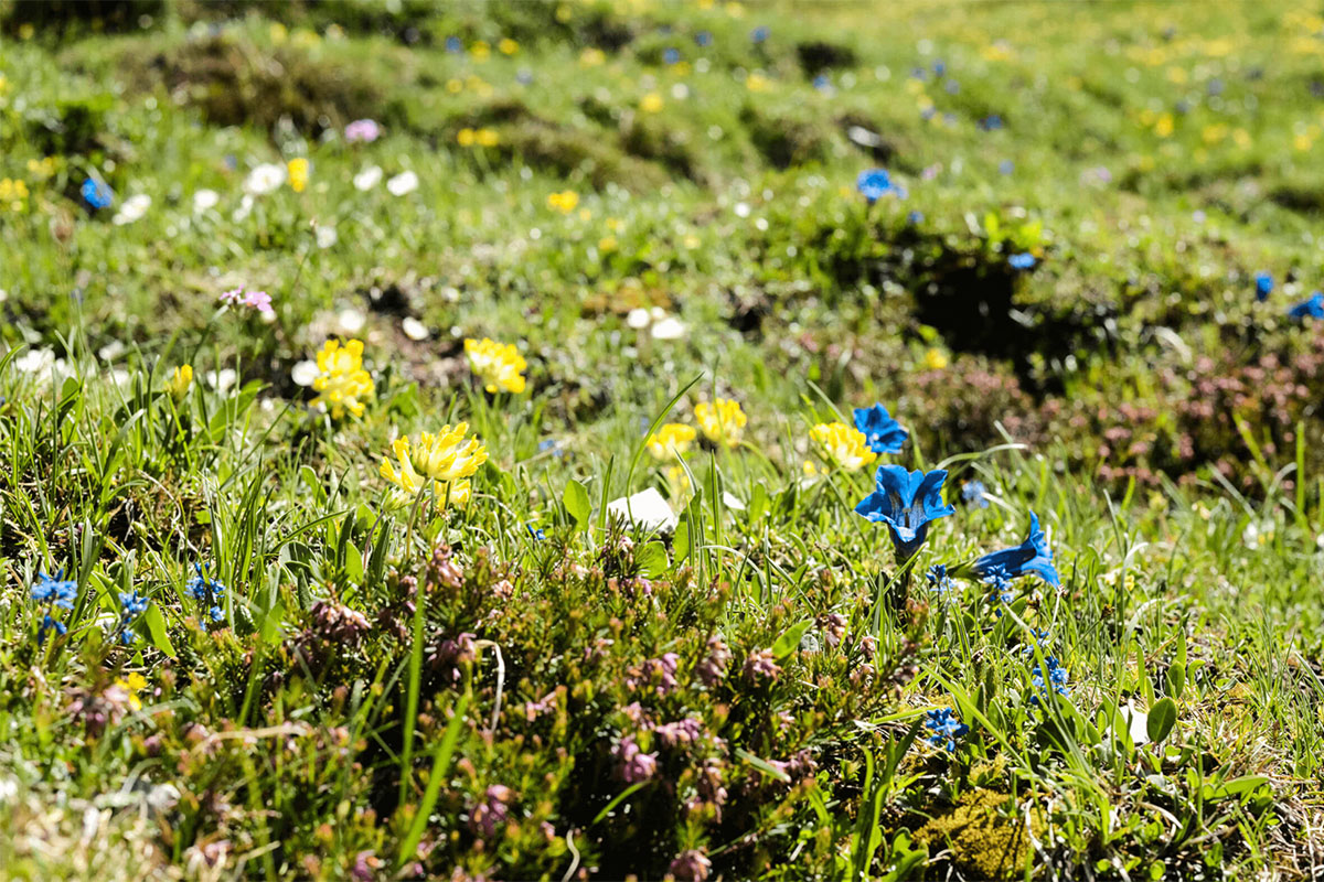 Innsbrucktrek Almwiese Blumen