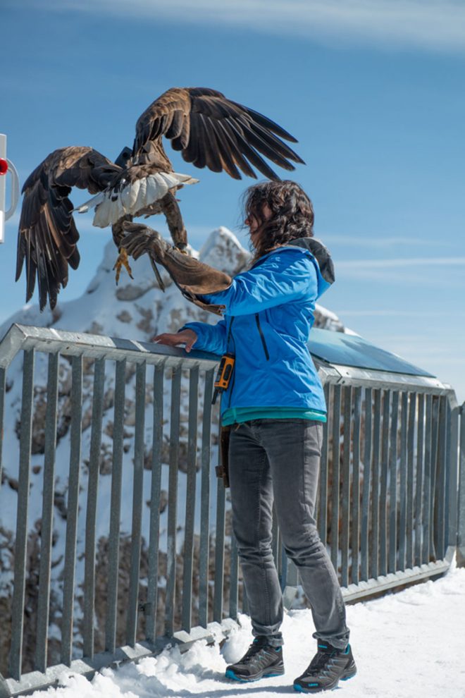 Eagle Wings Foundation by Chopard: Timeless Elegance Redefined