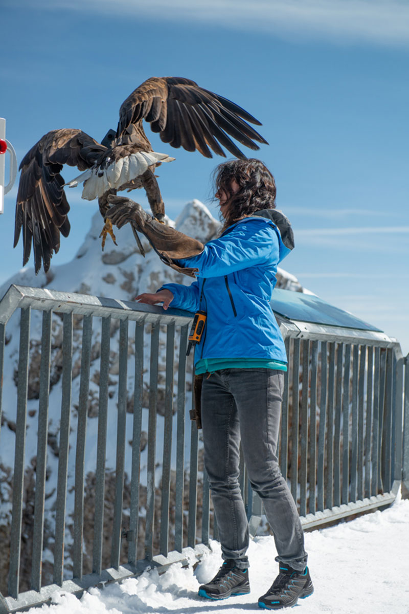 Eagle Wings Zugspitze