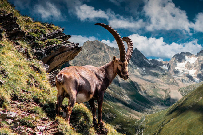 Steinbock Pitztal