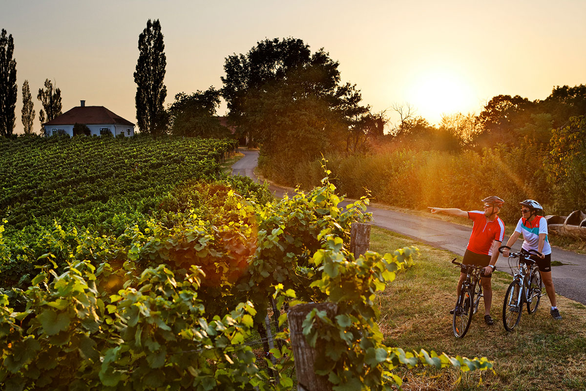 Radfahren in Wein- und Apfelgärten. Foto: © TV Bad Radkersburg - Bergmann