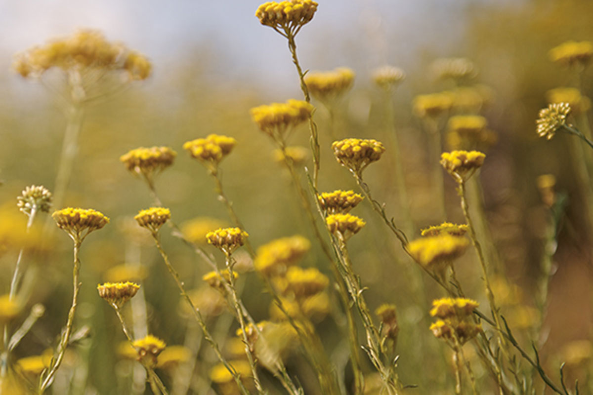 L'occitane für Natur und Mensch