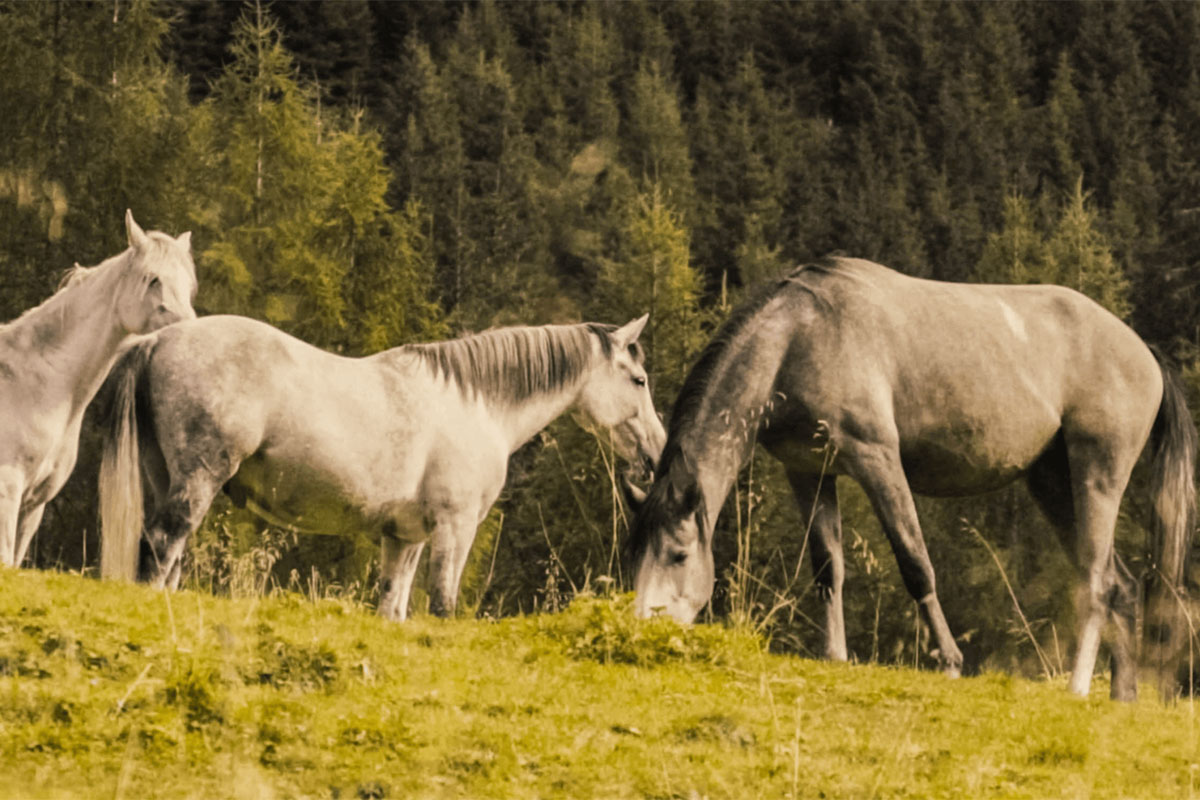 Osttirol Winkeltal 