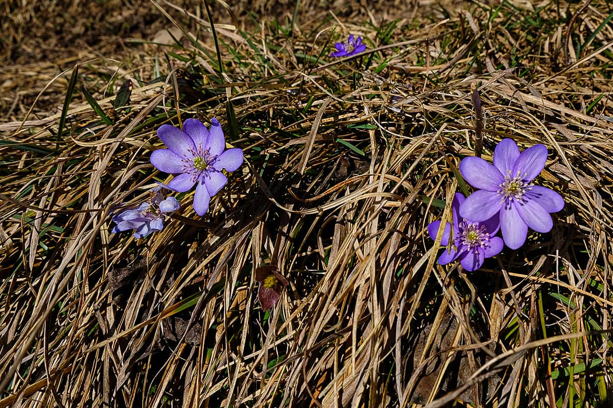 Aussichtsberg Fleischbank - Auf einsamen Pfaden wandernd unterwegs im Karwendel