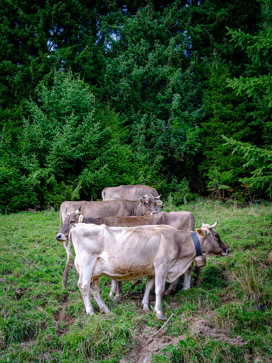 Obere Lüchlealpe