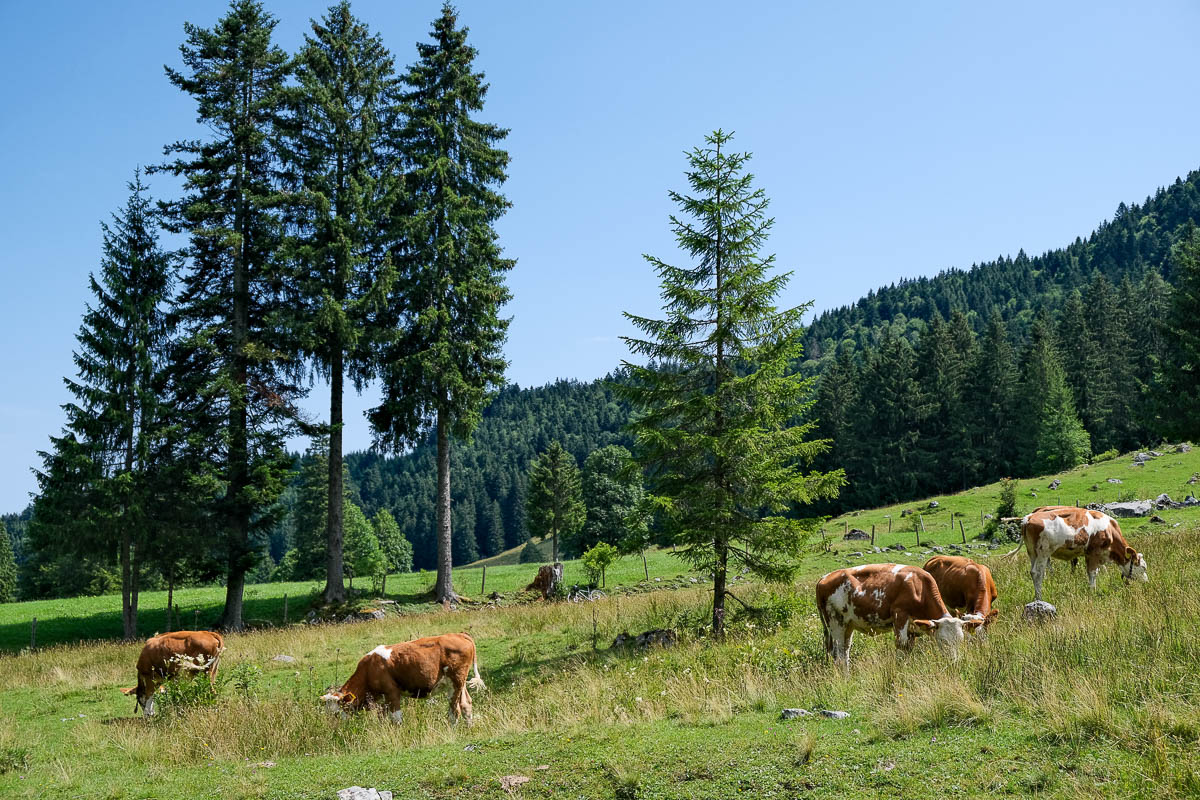 Die unbeschwerten Zeiten für das Fleckvieh sind die Sommermonate auf der Almwiese. Der Auftrieb findet im Mai statt. Ab dann werden auch die Gäste bewirtet.