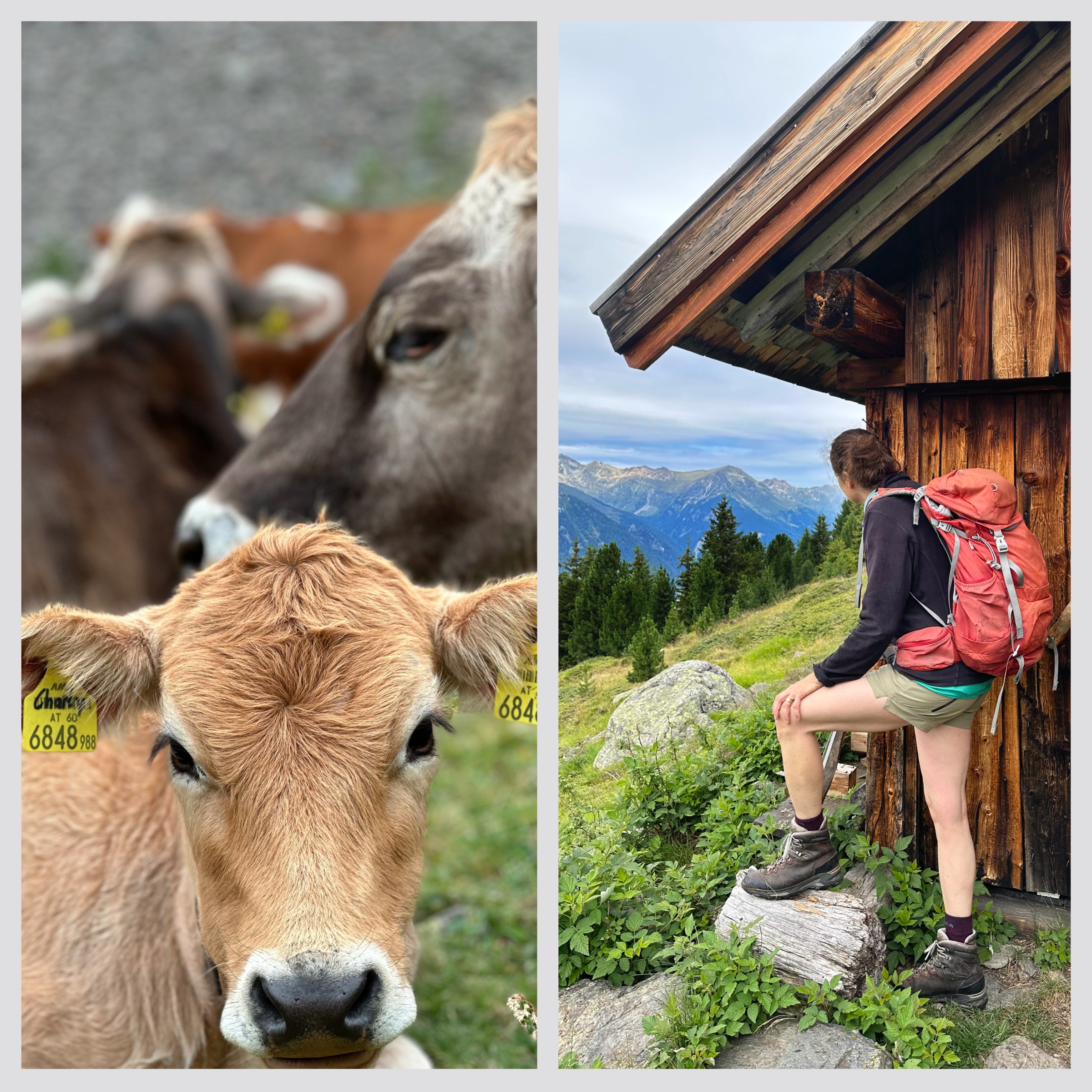 – 1 Mutter-Kind-Tage: Kühe im Grastal. – 2 Auf dem einsamen Weg zum Hemerkogel liegt die Obere Hemer Achalm.