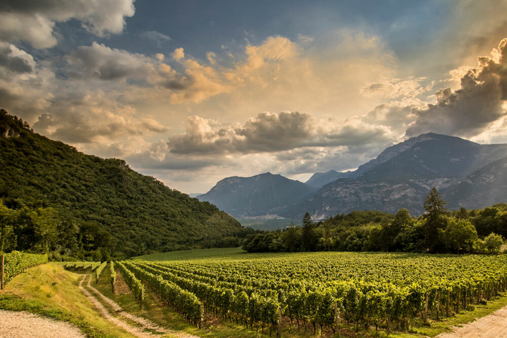 Ferrari-Trento-Weinberge