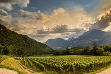 Ferrari-Trento-Weinberge
