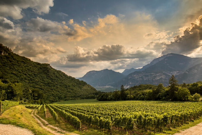 Ferrari-Trento-Weinberge