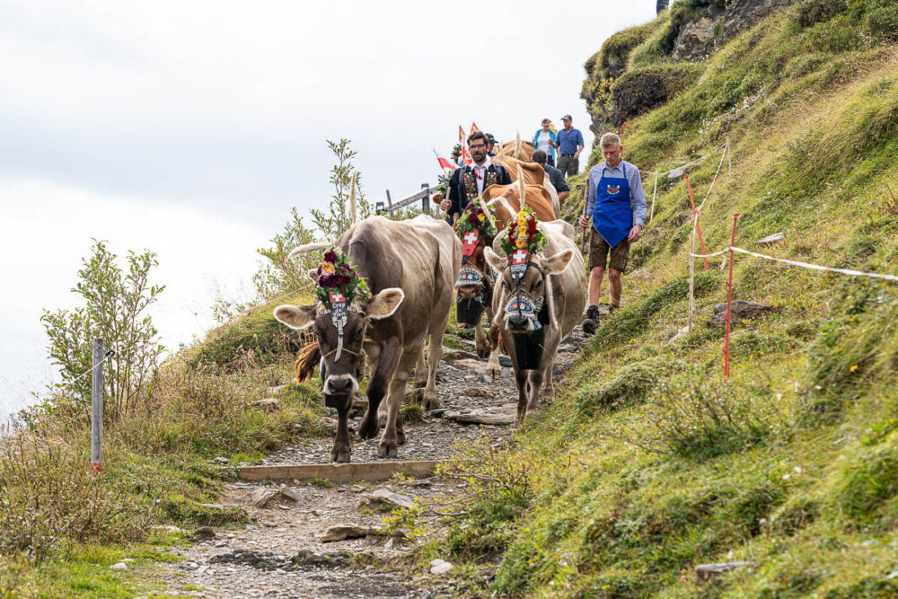 Über die bereits 1645 in den Fels geschlagene Scala Mola gelangen die Kühe nach Bargis – hier begleitet von Alpmeister Roman Niederberger (schwarze Kutte).