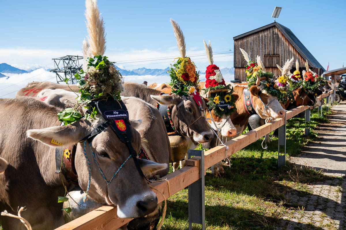 Geschmückte Kühe auf der Alp Flimserstein.