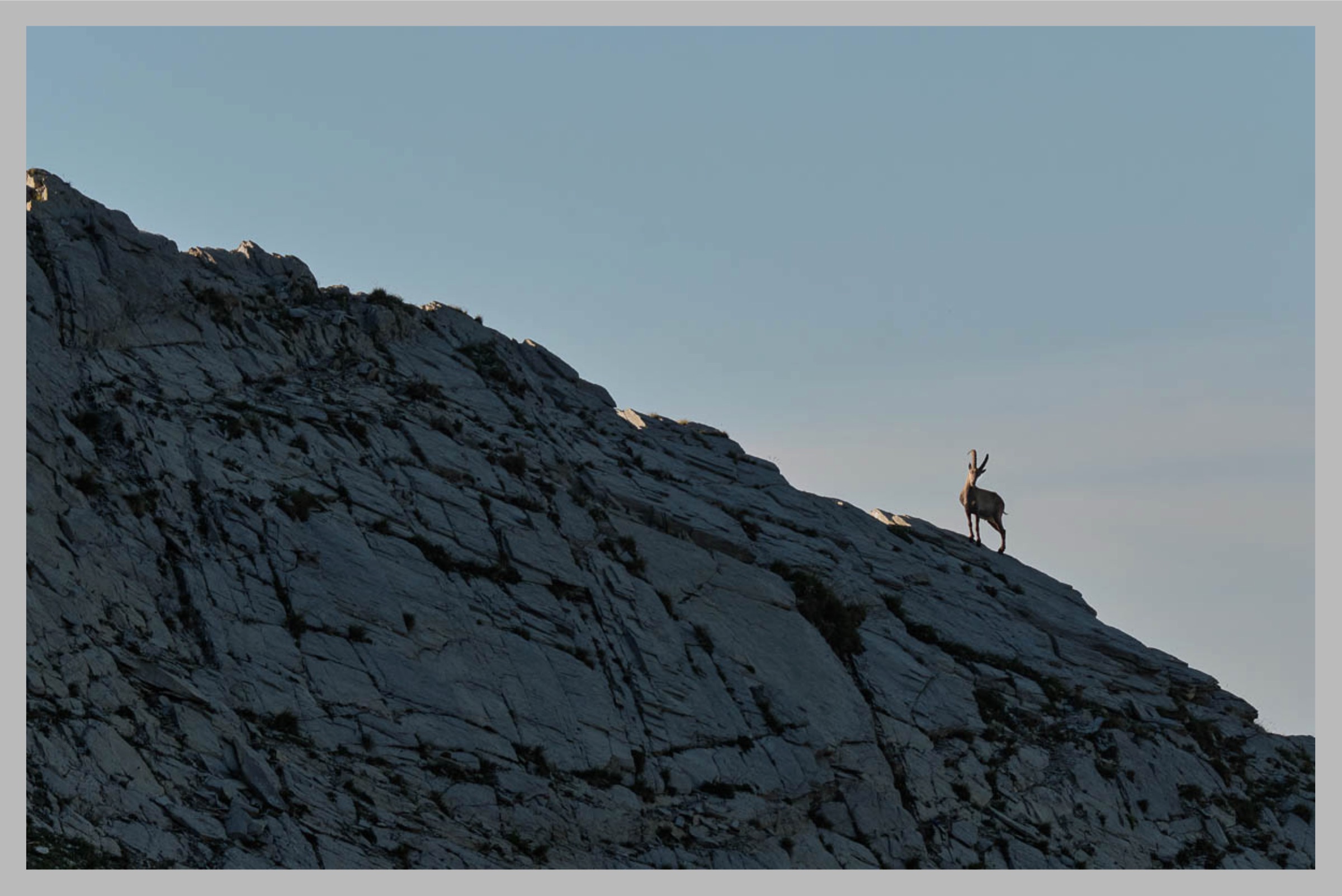 – Rampenbock auf der „La Crête“.
