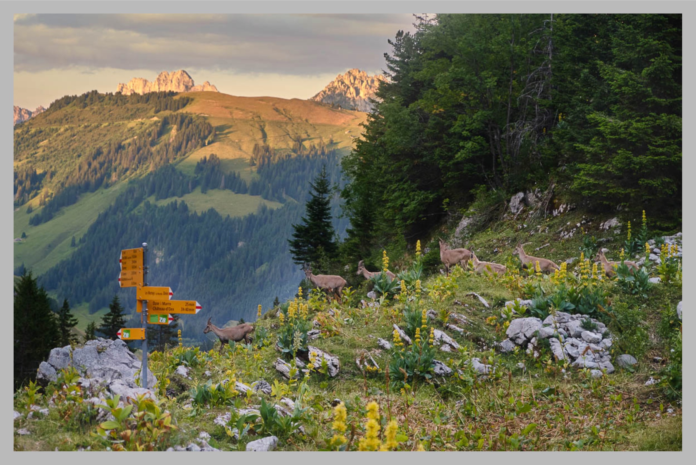 Auf der Suche nach Steinböcken im Naturschutzgebiet Vanil Noir mit Wanderführerin Marlyse Rauber und Marion Schaal: Steingeissen in der Abenddämmerung