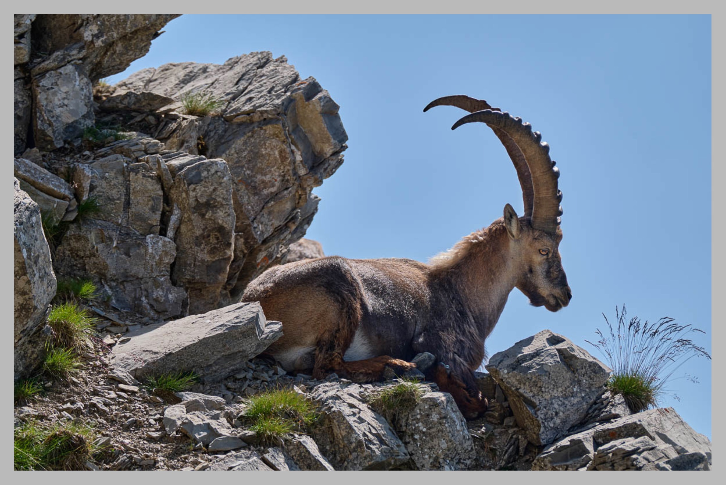Auf der Suche nach Steinböcken im Naturschutzgebiet Vanil Noir mit Wanderführerin Marlyse Rauber und Marion Schaal: Steinbock auf der La Crête, dem Grat zwischen Tête de l`Herbette und Vanil Noir