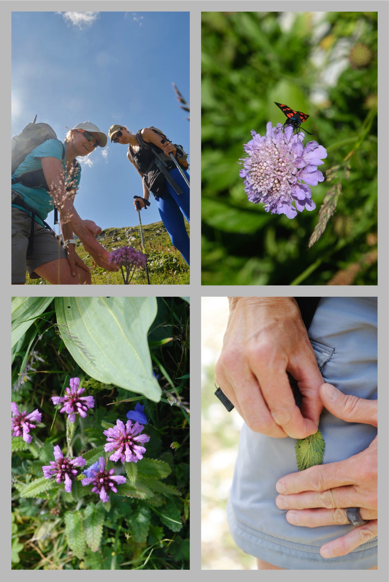– 1 Pflanzenkunde mit Marlyse. – 2 Kürzer geht es nicht: Wiesenwittwenblume mit Sumpfhornklee-Widderchen. – 3 Alpenbetonien. – 4 Ein essbares Brennnesselblatt wird zuvor am Hosenbein entschärft.