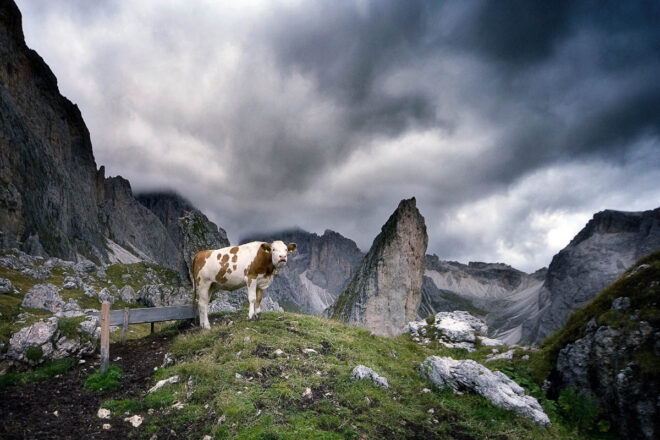 Kuh auf einer Alm vor dramatischer Dolomitenkulisse mit Felsen und Wolken. Geisler Puez