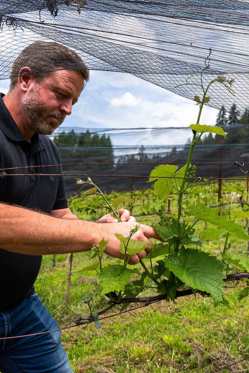 im Weinberg Peter Somweber arbeitet an einer Weinrebe in seinem Weinberg in Ehrwald