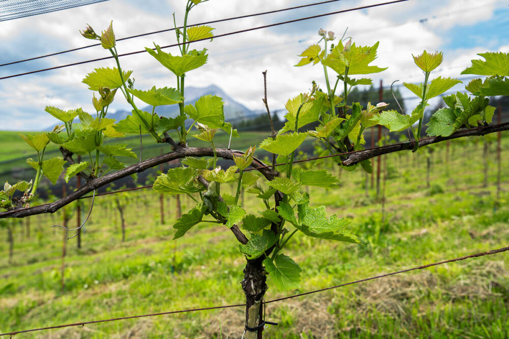 Junge Weinreben am Trueferhof in Ehrwald mit Tiroler Bergkulisse im Hintergrund