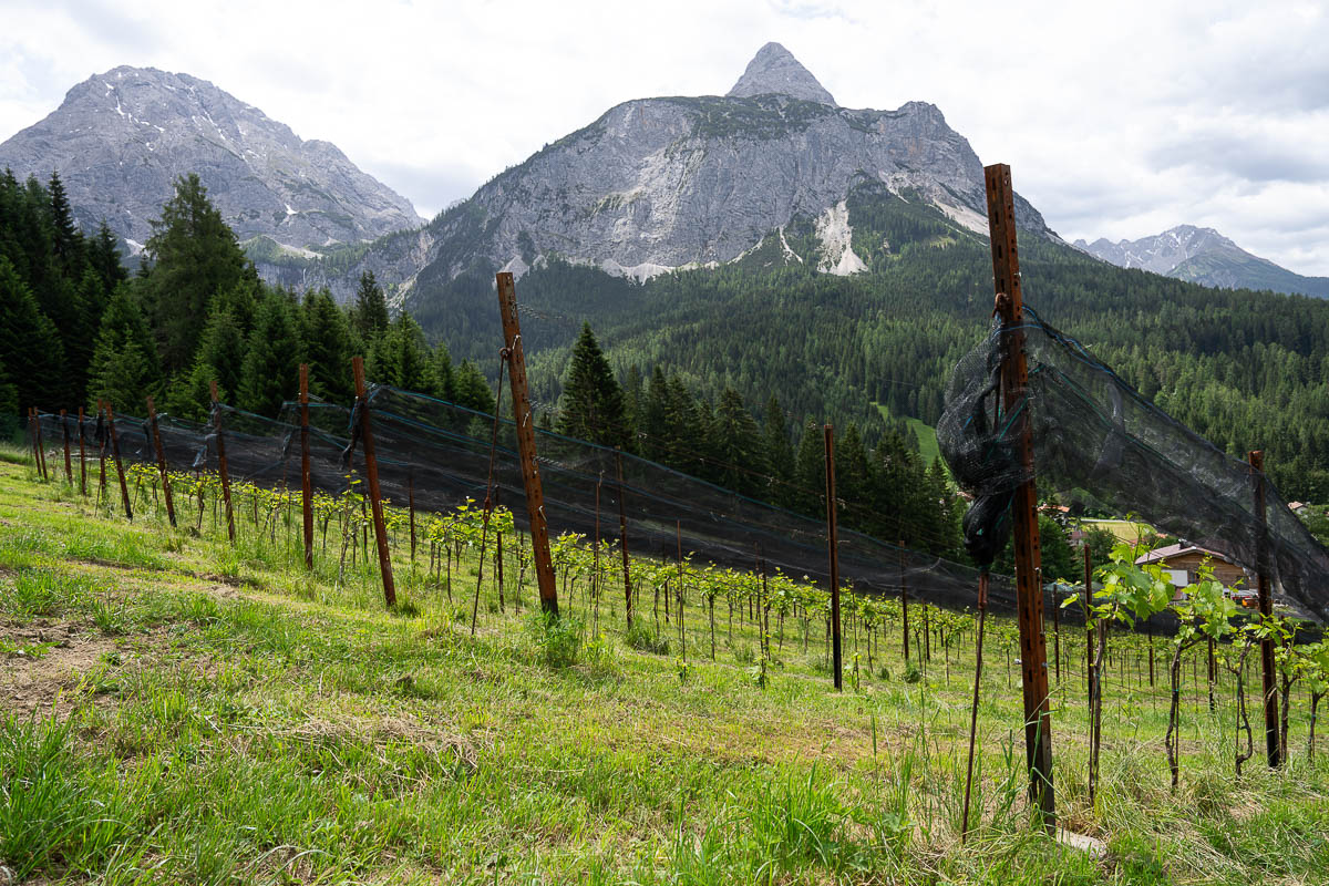 Weinreben am Hang des Trueferhofs in Ehrwald vor markanter Bergkulisse